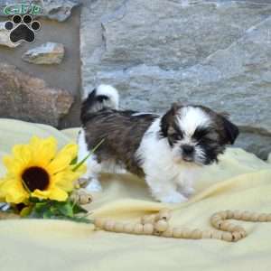 Carla, Shih Tzu Puppy